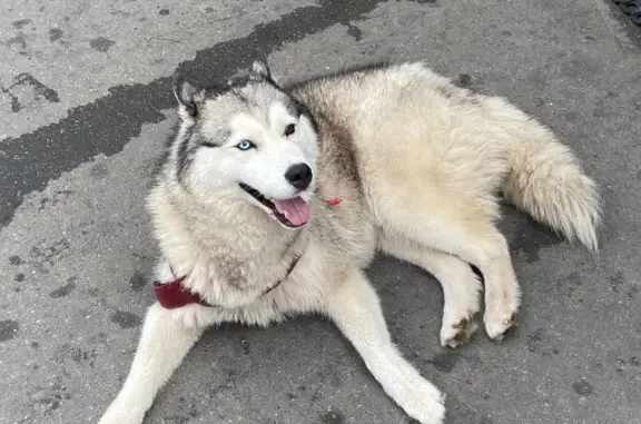 Найдена собака по адресу 5-ая Ямского Поля, Москва