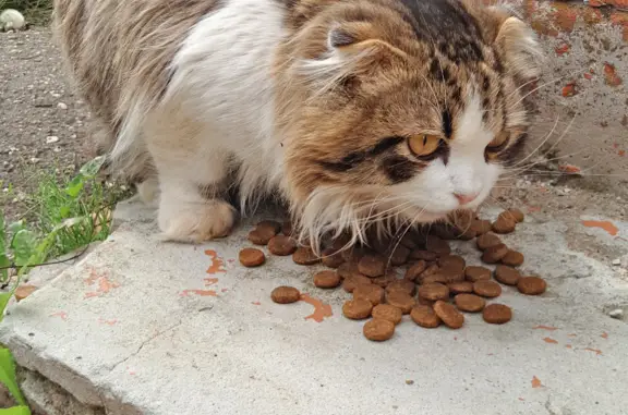 Найдена кошка в Александрове, ищем добрые руки