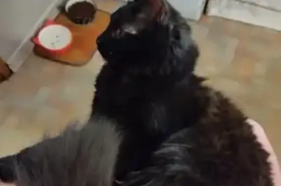 Кошки потеряшки, Санкт-Петербург, фото: Потеряшка кошка 