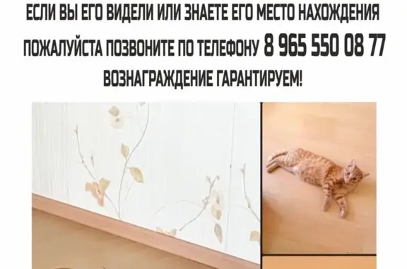 Пропала кошка в СНТ ВИШНЯ, Пермь