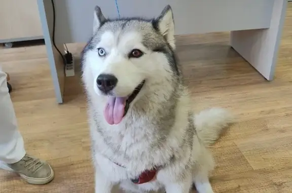 Собака Хаски найдена на пересечении 5-ой улицы Ямского поля и Бумажного проезда, Москва