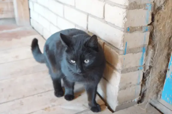 Пропала кошка Семён, черного окраса. Адрес: 3-я Конюшенная улица