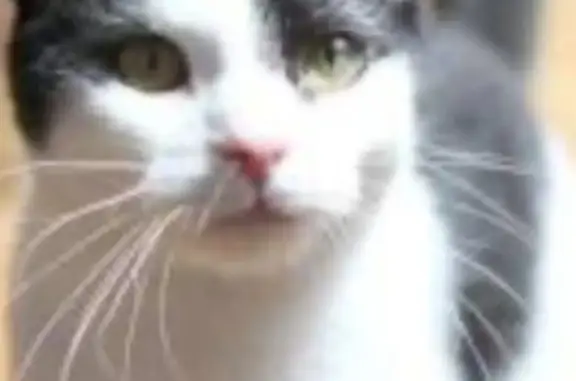 Кошки потеряшки, Санкт-Петербург, фото: Потеряшка кошка Митя, ул. Белы Куна, Санкт-Петербург