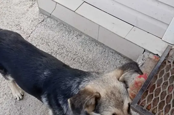 Собака найдена на Юбилейной ул., Сухой Лог