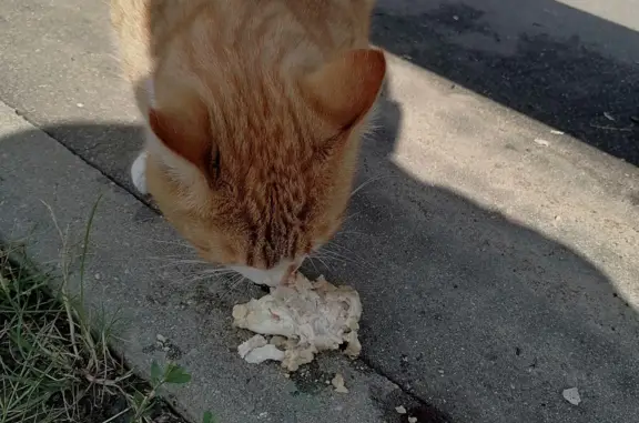 Найдена кошка на площадке отдыха М11, Московская область