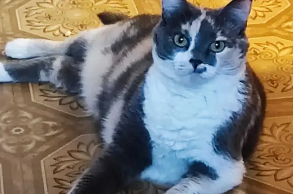 Потерянные животные Новосибирск, фото: Пропала кошка на ул. Кропоткина, 437А, Новосибирск