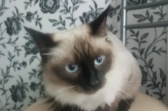 Найдена кошка на Адмирала Макарова 8, нужна помощь