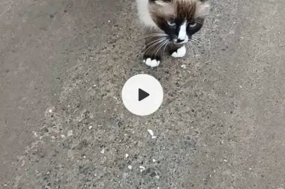 Пропала кошка в Красково, ул. Заводская
