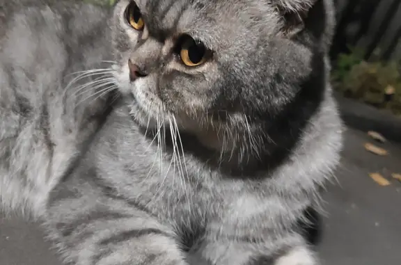 Найден породистый серый кот на Будённовской улице, 147