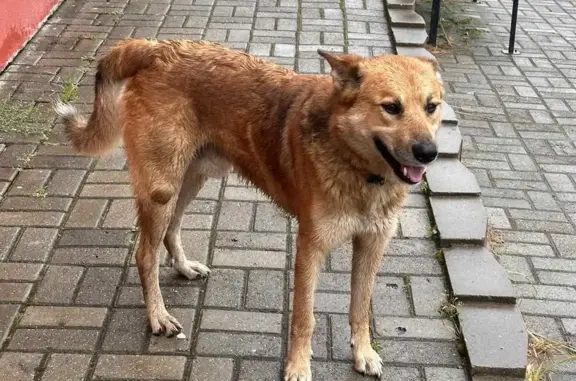 Найдена собака в Зелёном бору, Ярославская область