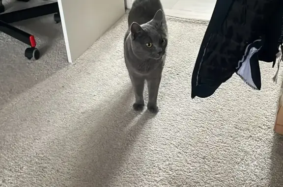 Кошки потеряшки, Москва, фото: Потеряшка кот, темно пепельного цвета, 22.08 вечером, Большая Черёмушкинская улица, 2 к4, Москва