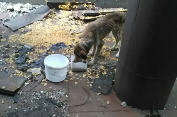 Найдена собака на ул. Глеба Успенского, Ленинский район
