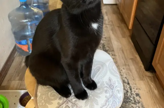 Кошки потеряшки, Санкт-Петербург, фото: Потеряшка кошка Веста, ул. Рыбацкая 6-8, СПб