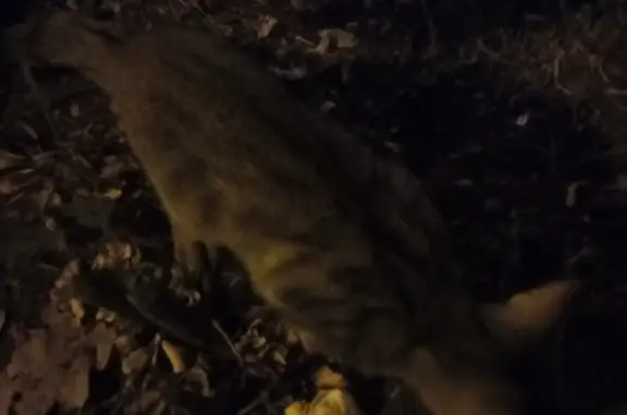 Найден ухоженный котенок в лесопарке, Лесной проезд, Уфа