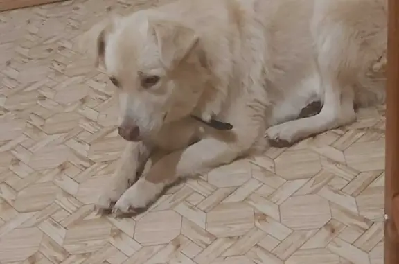 Пропала собака похожая на лабрадор, ул. Восстания, 87, Казань