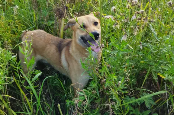 Собака Кобель найдена в п. Ленсоветовский, Московское шоссе
