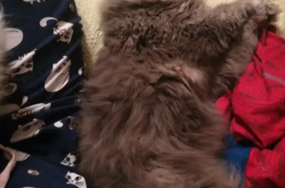 Кошки потеряшки, Москва, фото: Потеряшка кошка на ул. Маршала Катукова, Москва