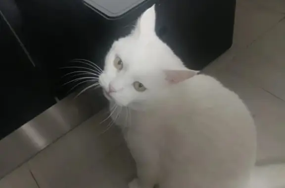 Пропала кошка Кот Том, 14 лет, белый, без верхнего клыка. Найдена в Хотьково.