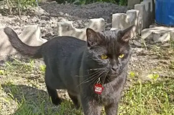 Пропала кошка Чёрный котик на Вишнёвой улице
