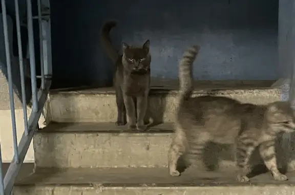 Кот с сильными соплями найден по адресу ул. 148-я Черниговской Дивизии, 6