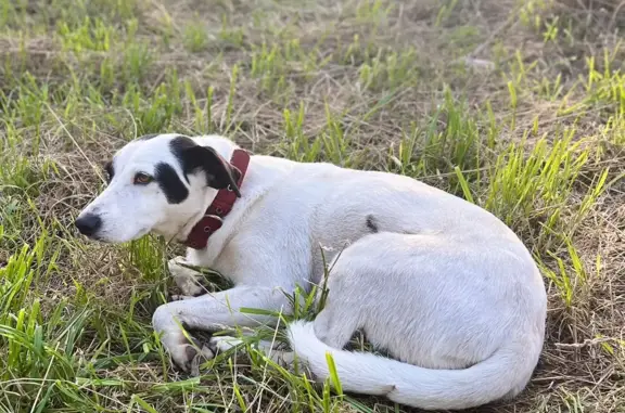 Найдена собака в Дмитрове