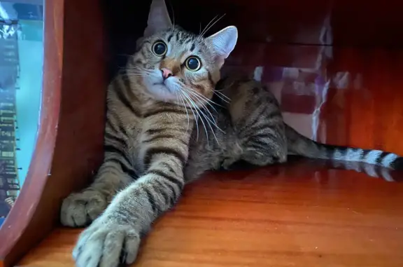 Кошки потеряшки, Москва, фото: Потеряшка кошка, ул. Говорова, 3, Москва