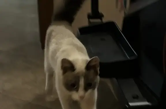 Потерянная кошка в г. Нефтеюганск
