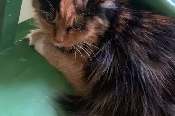 Найдена кошка на ул. Адмирала Старикова 13, Пермь