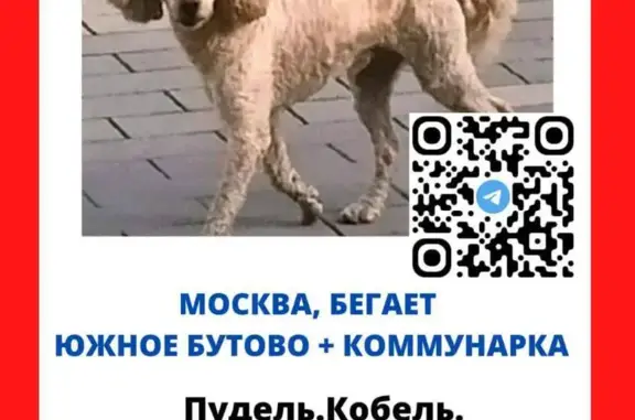 Пропала собака на Киевском шоссе, МКАД, 45-й км