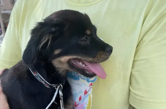 Найден щенок на ул. Карла Маркса, Туапсе