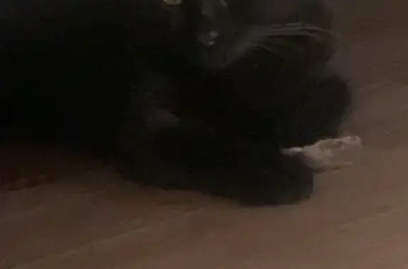 Пропала кошка черного окраса в Казани