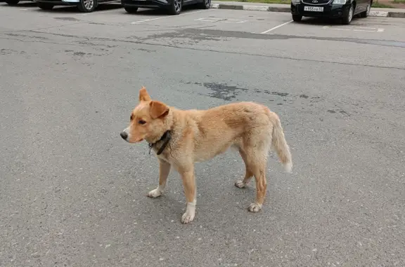 Собака ищет хозяина: ул. Красный Путь, 101 к4, Омск