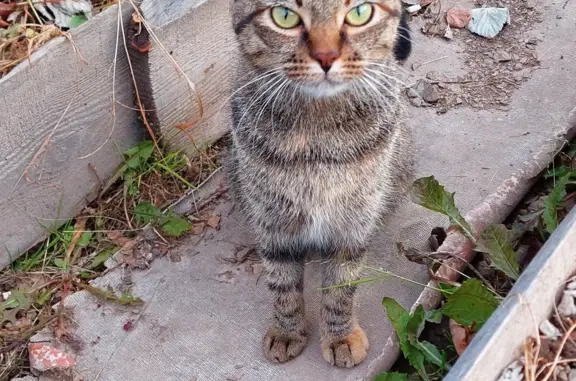 Пропала кошка в Хабаровском крае, СНТ Хумми