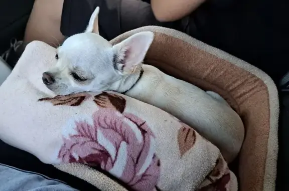 Собаки потеряшки, Нижний Новгород, фото: Потеряшка щенок чихуахуа на Норвежской улице, 37