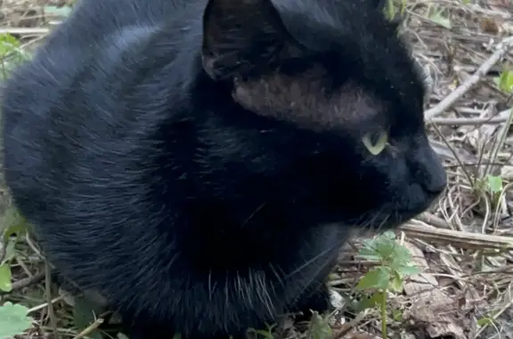 Найден голодный кот возле Ленинского шалаша