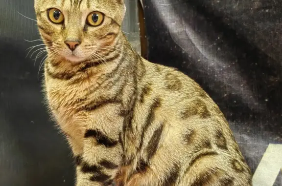 Найдена бенгальская кошка ищет дом