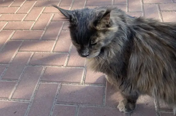 Пропала серая кошка в Московской области