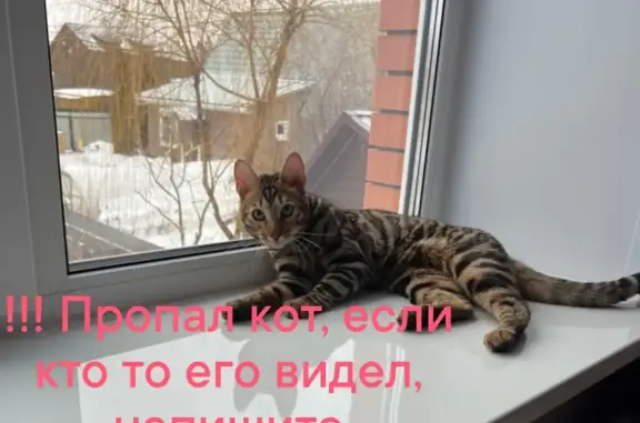 Пропала кошка Бенгальский кот, Троицк, Москва