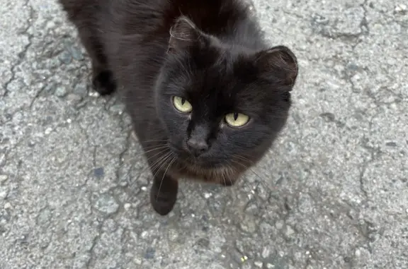 Кошка, окрас чёрный, живет у здания Автомобильный пер., 3, Екатеринбург