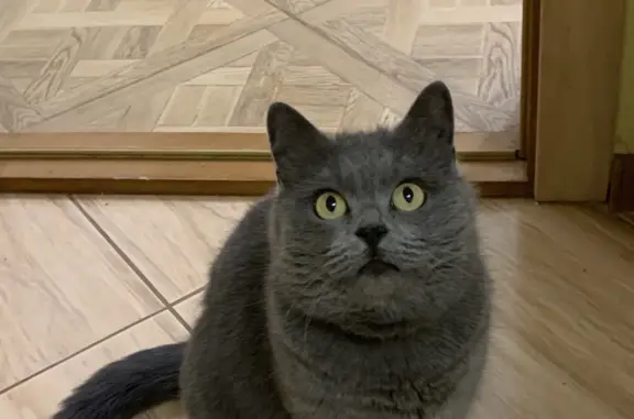 Объявления о пропавших и найденных животных, , фото: Пропала серая кошка на Шоссейной улице
