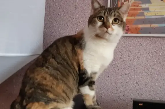Кошки потеряшки, Киров, фото: Потеряшка трехцветная кошка, ул. Екатерины Кочкиной, 4 к1, Киров