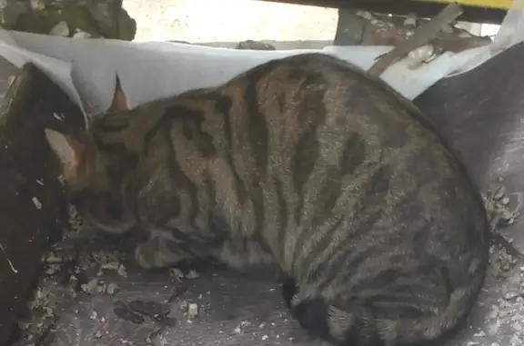 Пропала кошка в Струнино, Владимирская область
