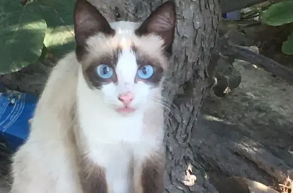 Найдена сиамская кошка: Готская ул., 46, Севастополь