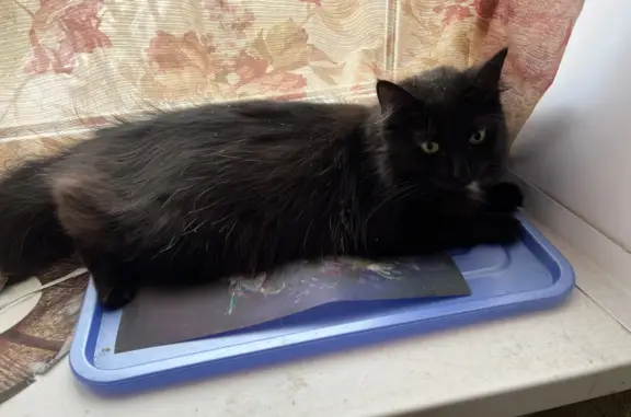 Кошки потеряшки, Санкт-Петербург, фото: Потеряшка кот Люцик, ул. Новостроек, СПб