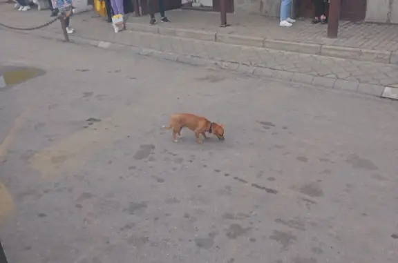 Найдена собака на автостанции, ул. Мира, Лакинск