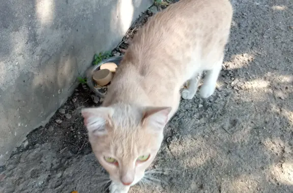 Найден молодой котик на ул. Анатолия, 41, Новоалтайск