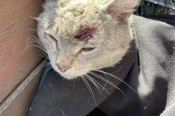 Найден кот с повреждениями на Садгородской ул., 1