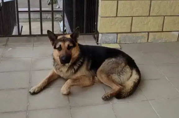 Найдена собака без ошейника в районе Аникеевка, Красногорск