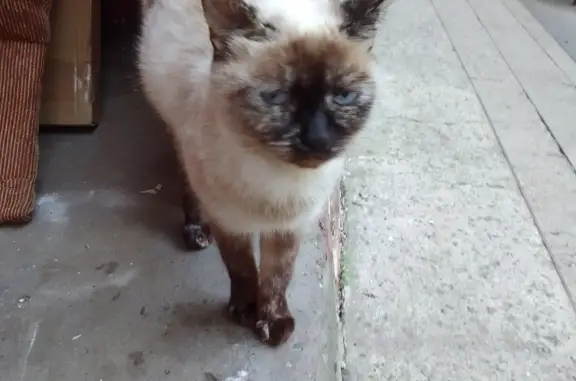 Найдена Сиамская кошка, ищем хозяев или дом