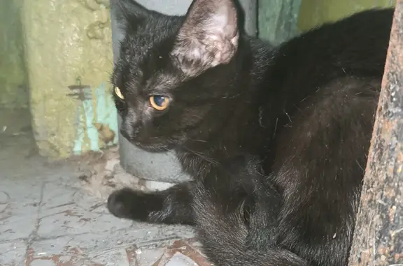 Потерянный домашний кот на улице Урицкого, 2А, Батайск